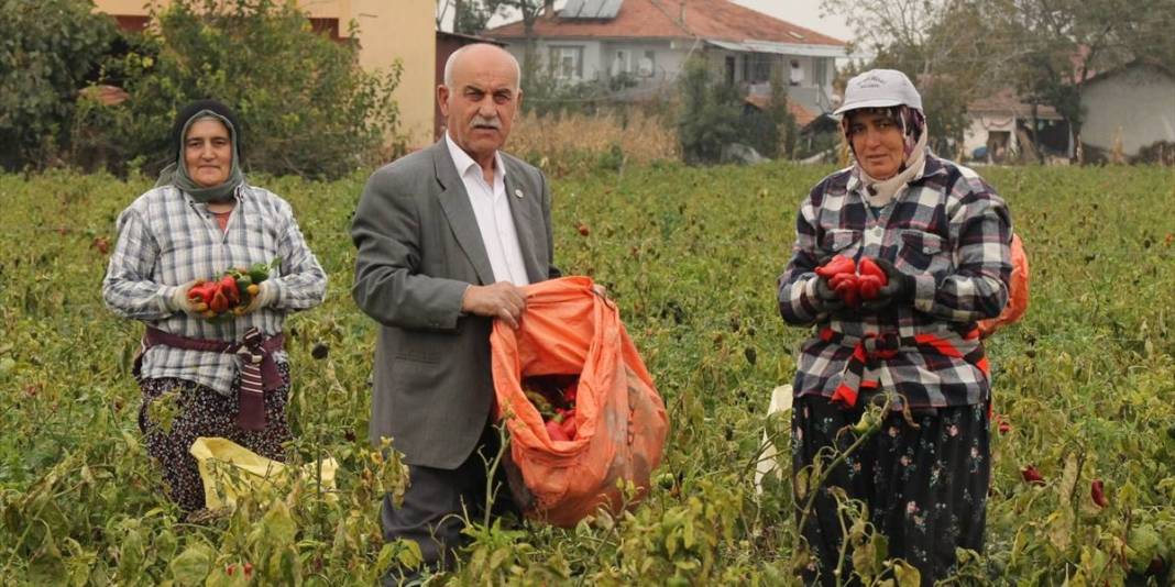 Üreticinin yüzünü güldüren ürün! 32.000 dekarda yetişiyor: Kilosu 15 liradan yok satıyor 3